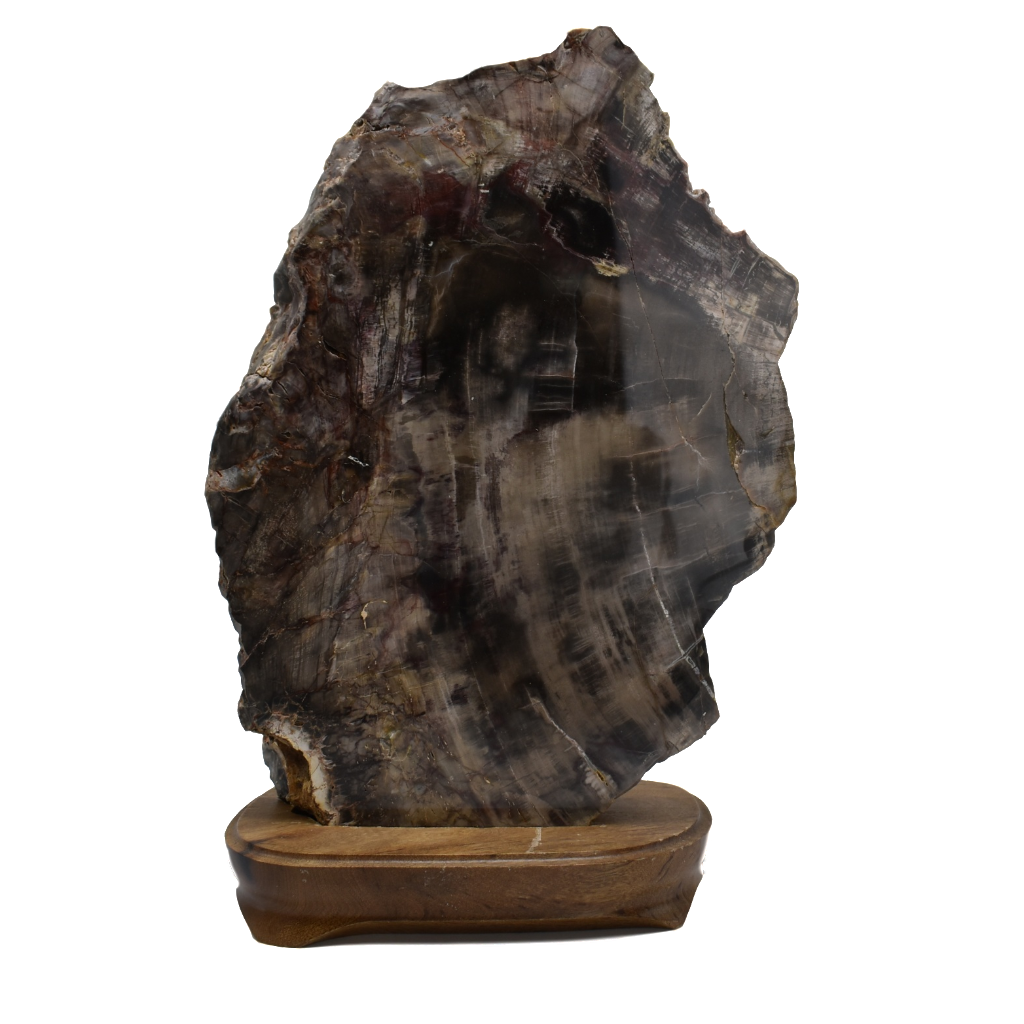 Petrified Wood in Wood Base Olympus Minerals