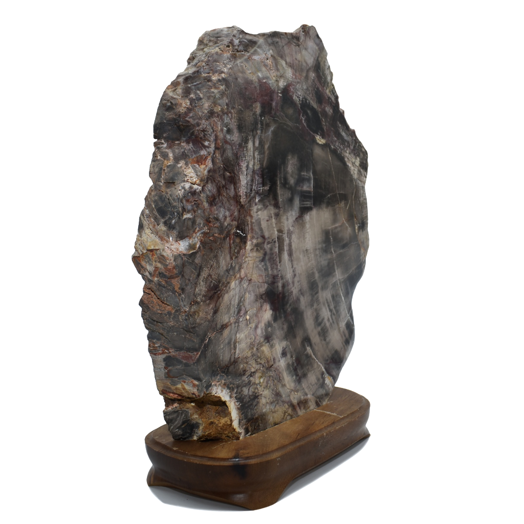 Petrified Wood-Wood Base-Wood